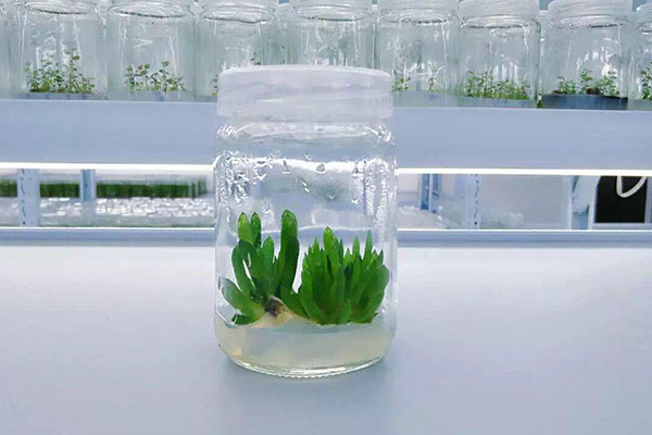 植物深夜网站在线观看