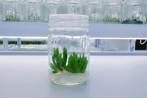 植物深夜网站在线观看