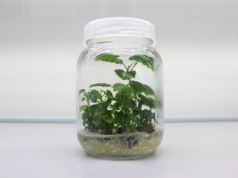 深夜网站在线观看瓶