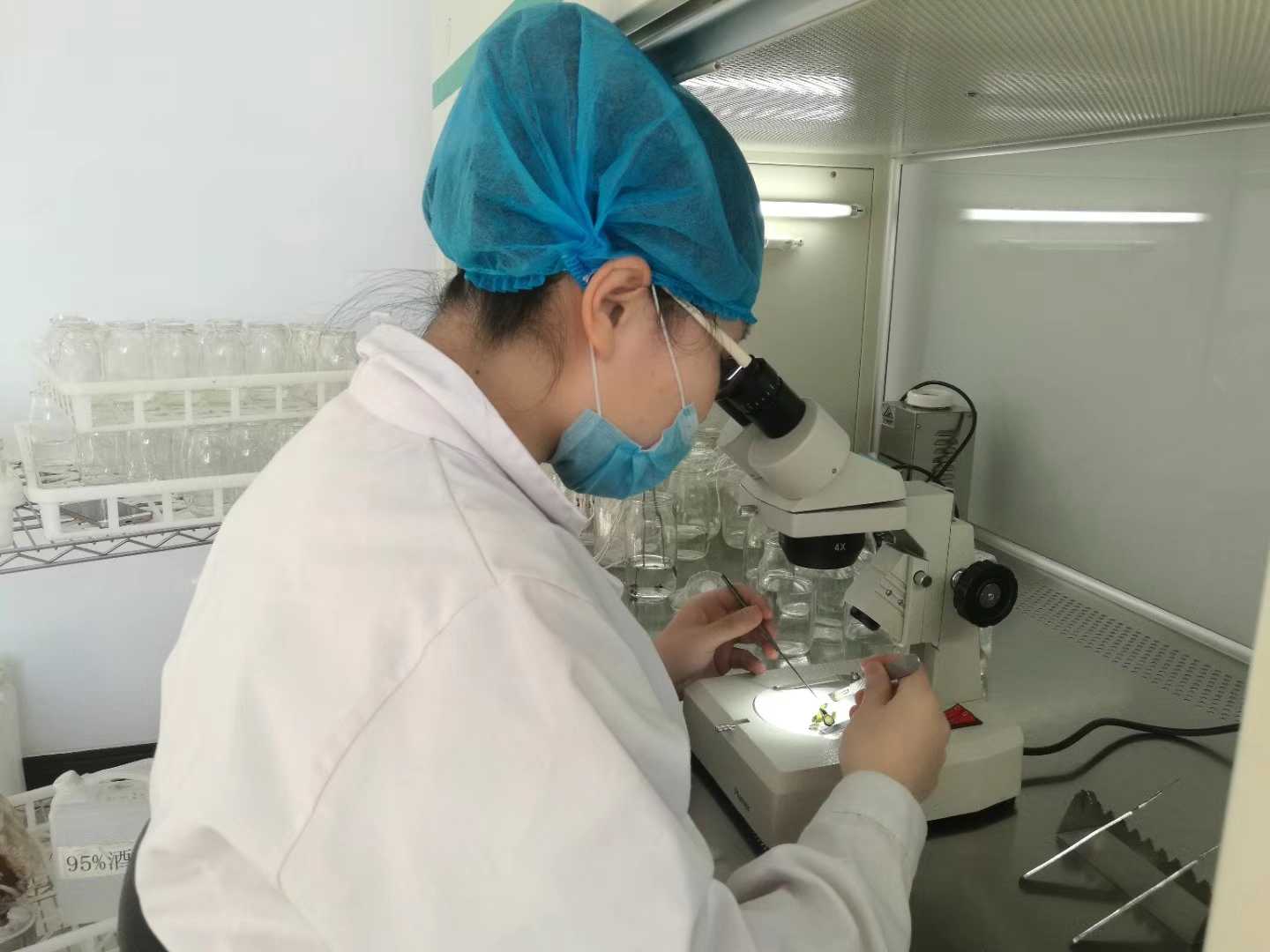 深夜网站在线观看苗，深夜网站在线观看，組織培養